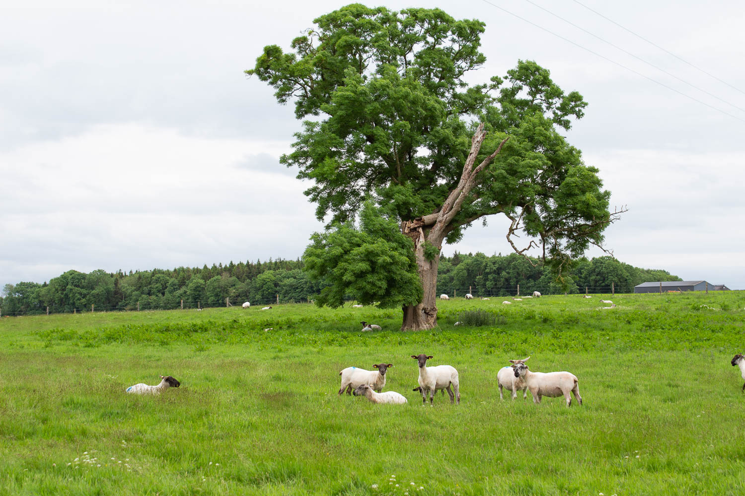 Sheep grazing on the estate